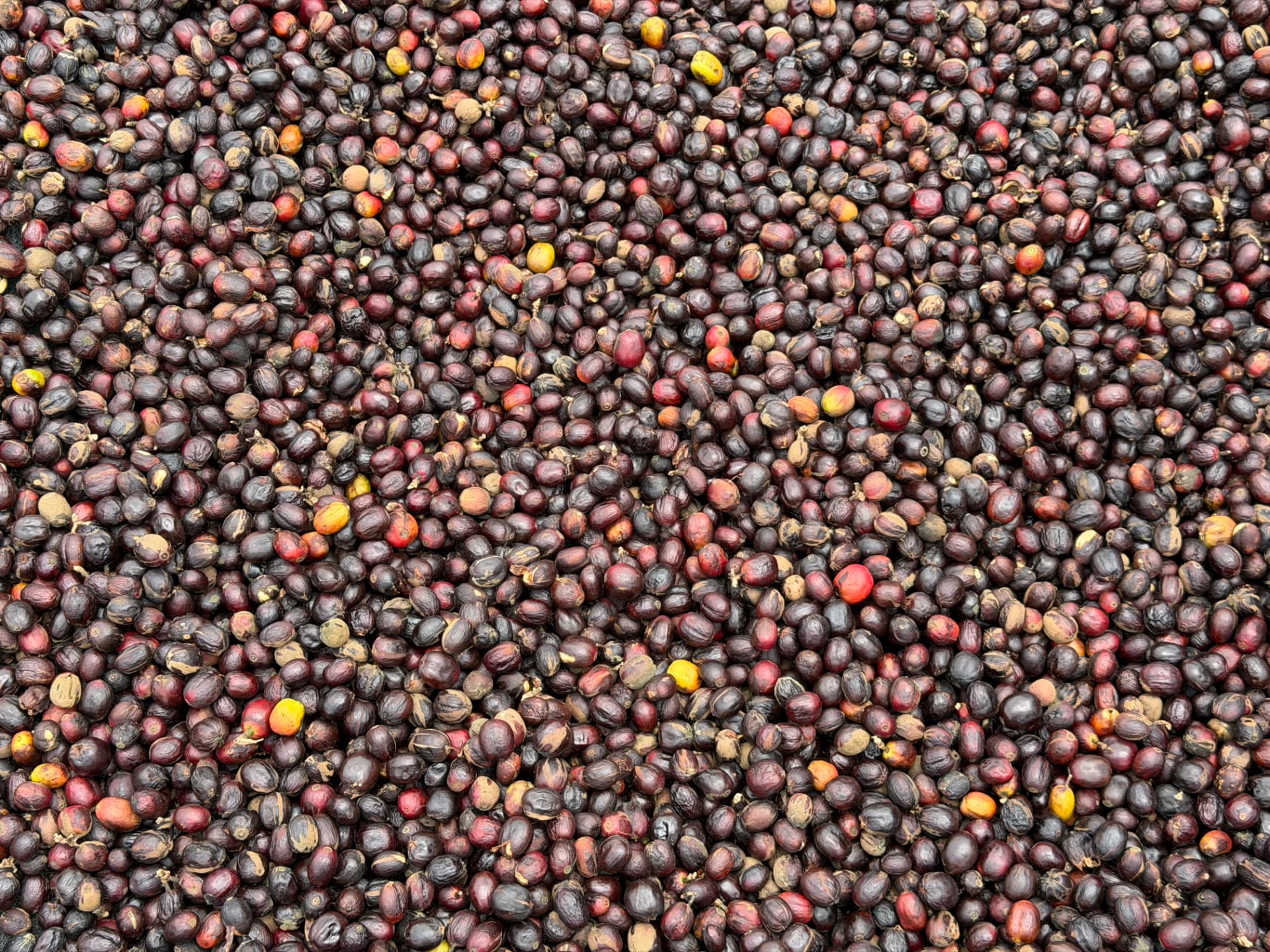 Arabica Coffee sourced from trusted Tanzanian suppliers